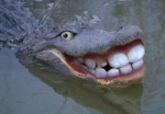GatorGrip's Avatar